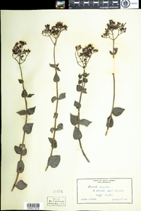 Image of Crassula sarmentosa