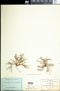 Image of Crassula viridis
