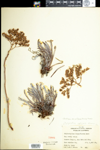 Image of Dudleya densiflora