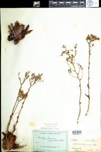 Image of Dudleya farinosa