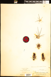 Echinocereus cinerascens image