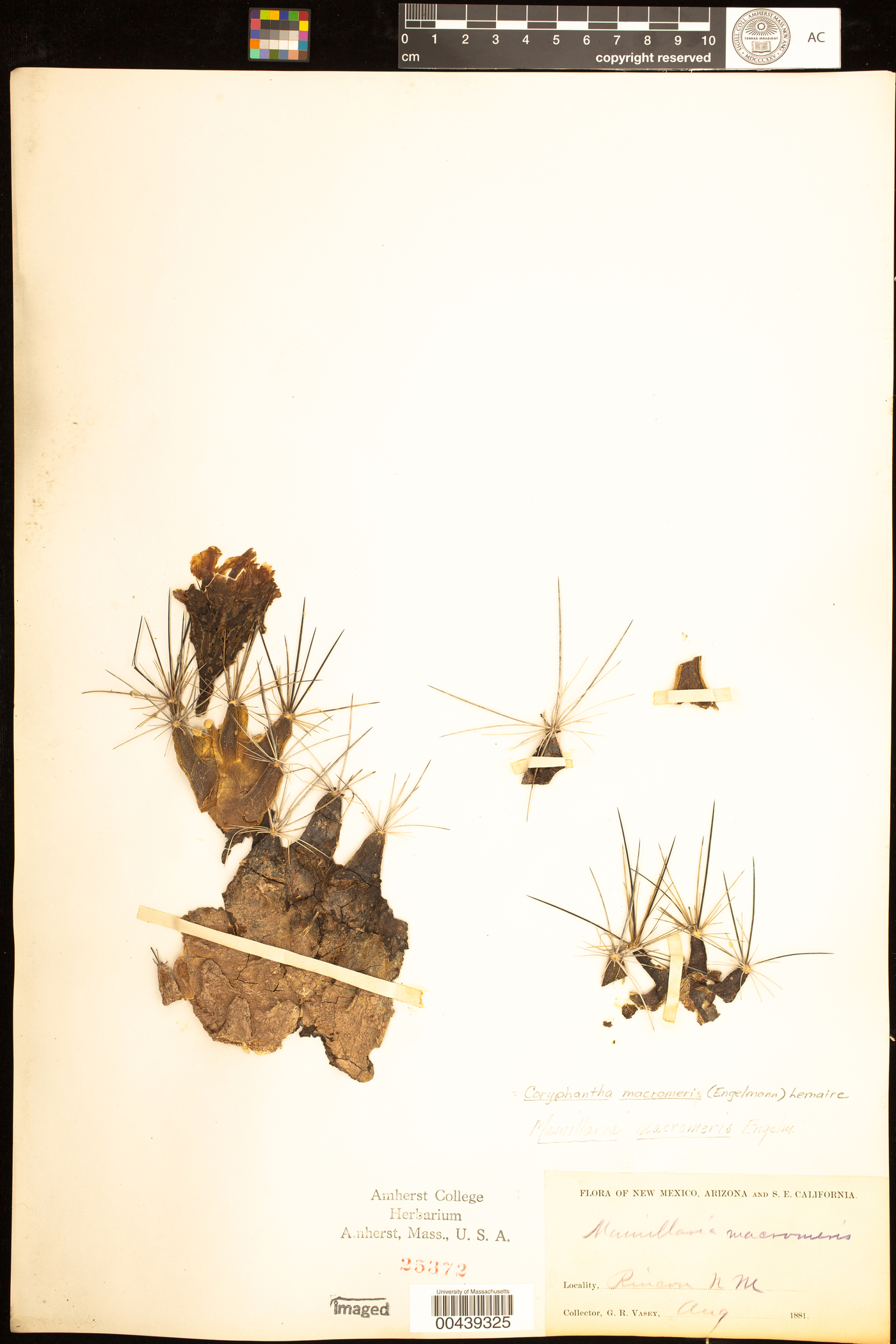 Coryphantha macromeris image