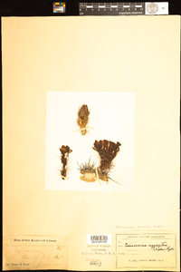 Image of Echinocereus coccineus