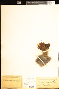 Image of Echinocereus dasyacanthus