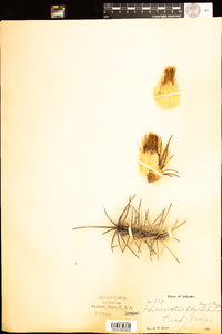 Image of Echinocactus polycephalus