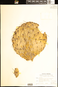 Image of Opuntia chlorotica