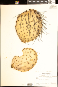 Image of Opuntia gosseliniana
