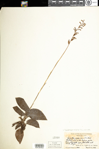 Image of Cyclopogon elatus