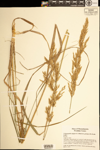 Calamagrostis epigejos var. georgica image