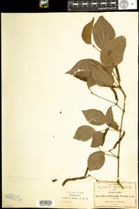 Image of Piper jaliscanum