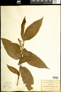 Image of Piper leucophyllum