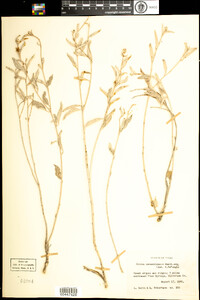 Croton dioicus image