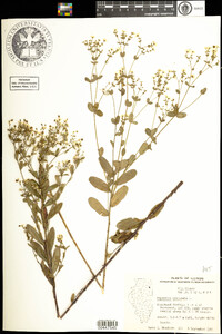 Euphorbia corollata image