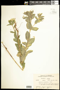 Euphorbia marginata image