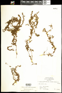 Chamaesyce serpens image