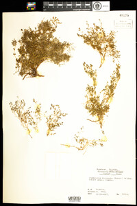 Chamaesyce polycarpa image