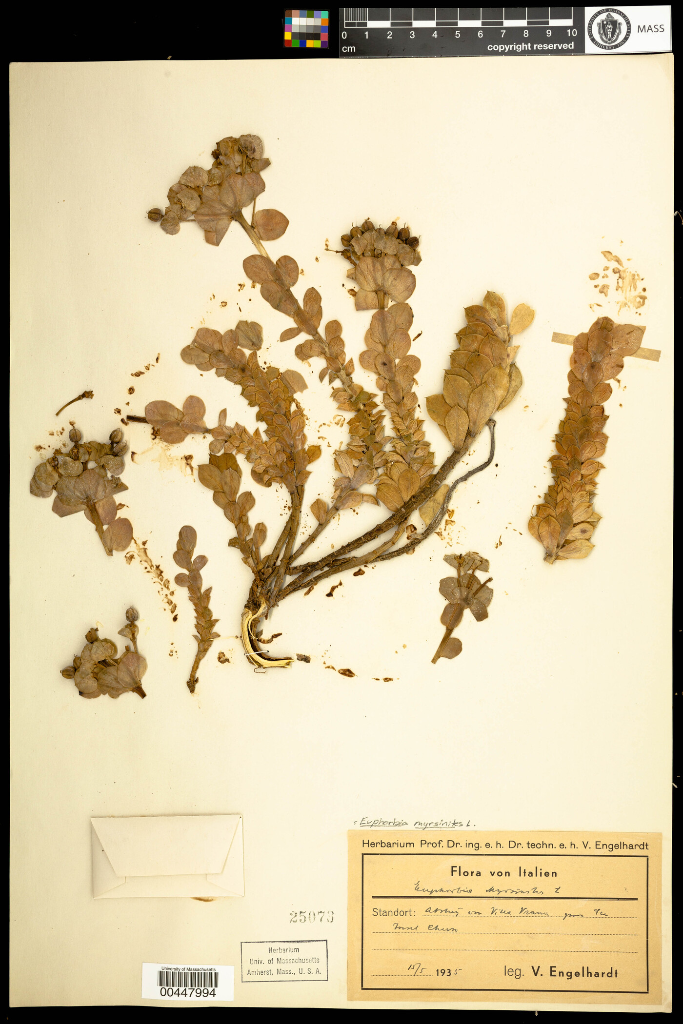 Euphorbia myrsinites image