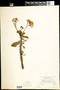 Image of Euphorbia milii