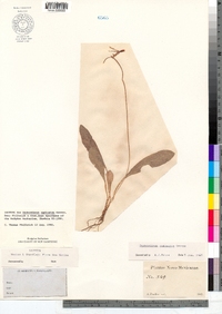 Dodecatheon pulchellum ssp. pulchellum image