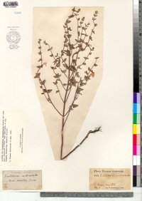 Image of Scutellaria cardiophylla
