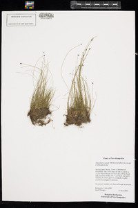 Eleocharis tenuis var. tenuis image