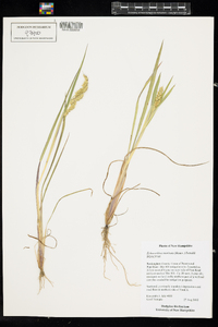 Echinochloa muricata image