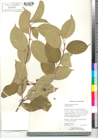 Cornus sericea image