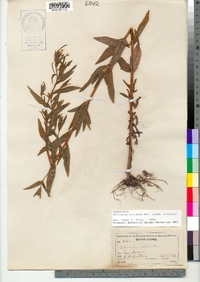 Epilobium ciliatum ssp. ciliatum image