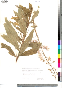 Chamerion angustifolium ssp. angustifolium image