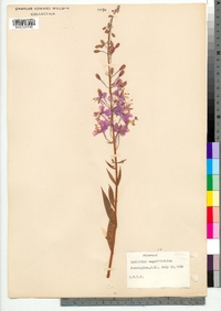 Chamerion angustifolium ssp. angustifolium image