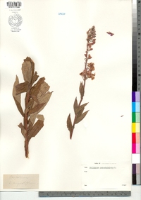 Chamerion angustifolium ssp. angustifolium image