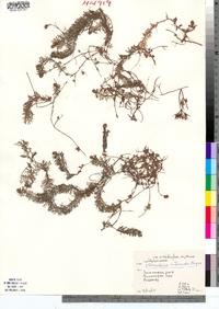 Utricularia intermedia image