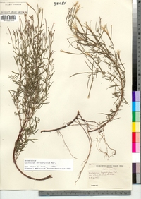 Epilobium leptophyllum image