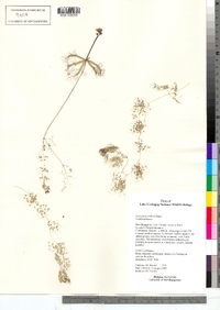 Utricularia radiata image