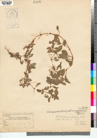 Ludwigia palustris var. americana image