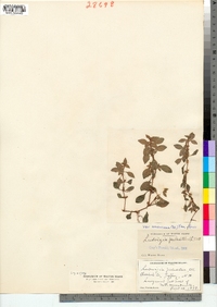 Ludwigia palustris var. americana image