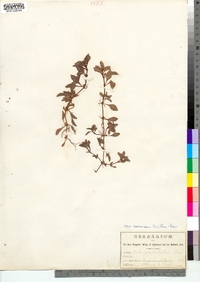 Ludwigia palustris var. americana image