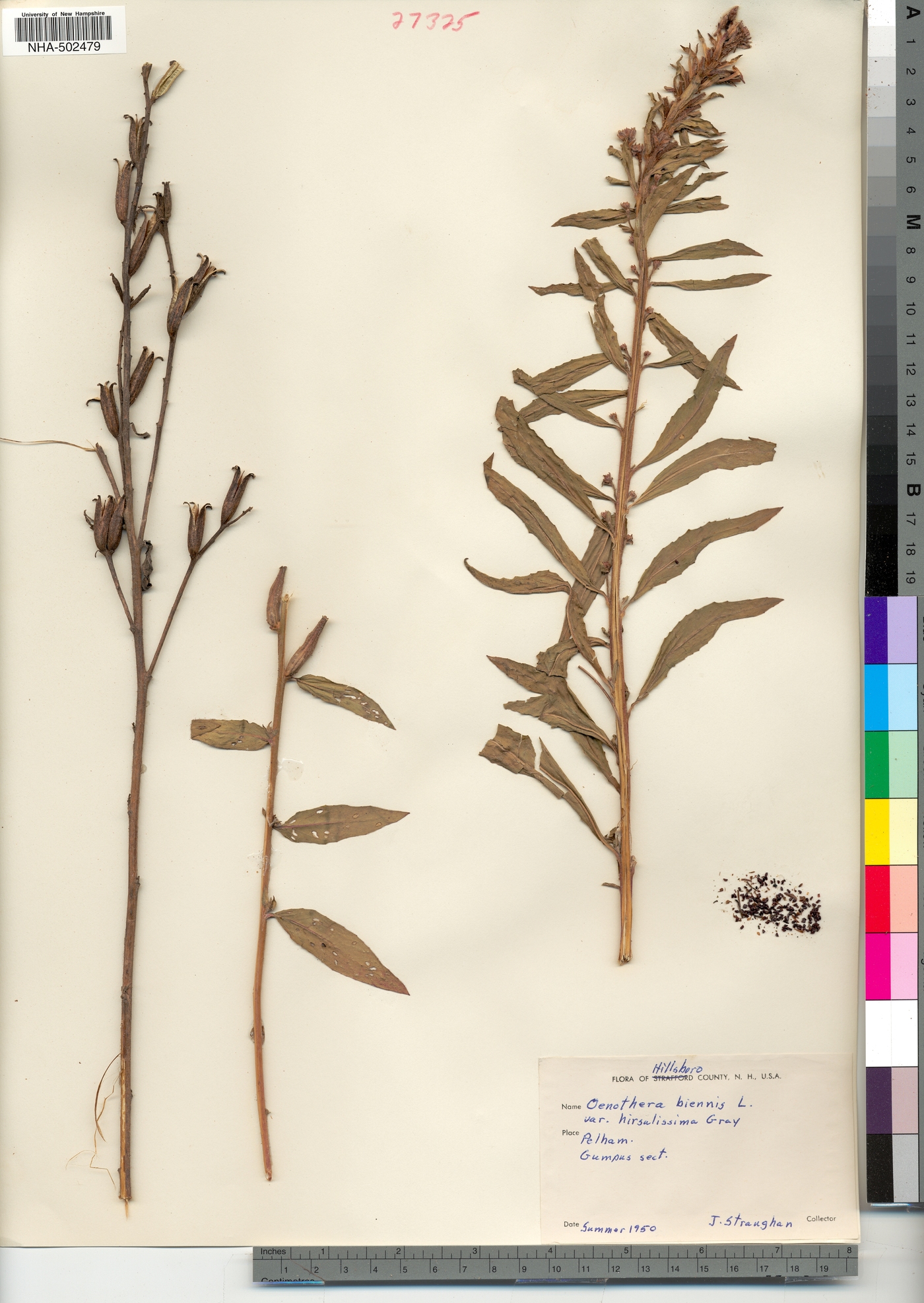 Oenothera biennis var. hirsutissima image