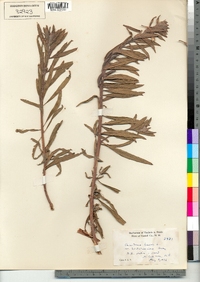Oenothera biennis var. hirsutissima image