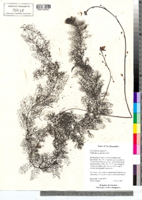 Utricularia macrorhiza image