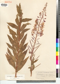 Chamerion angustifolium ssp. angustifolium image