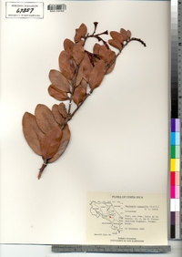 Image of Macleania rupestris