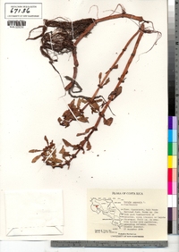 Image of Bergia capensis