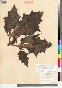 Datura stramonium image