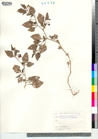 Solanum americanum image