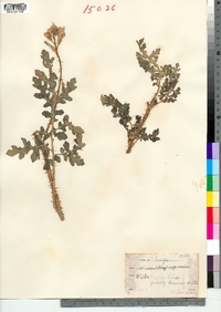 Image of Solanum atropurpureum