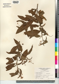 Image of Solanum bahamense