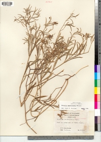 Image of Physalis angustifolia