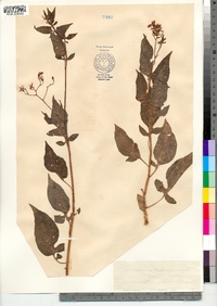 Solanum dulcamara image