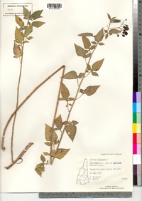 Solanum dulcamara image